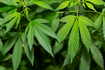 Young leaf of marijuana plant detail. Selective focus.