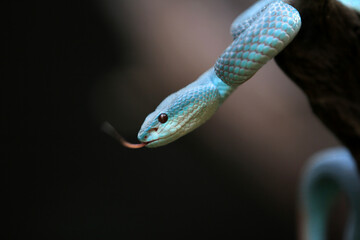 White-lipped island pit blue viper (Trimeresurus insularis) is a venomous pit viper found in Indonesia and East Timor.