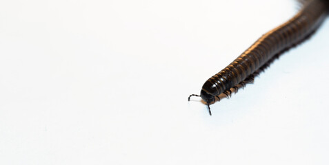 Black millipede. Julida is an ordermillipedes. Place for the label.