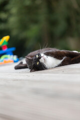 Schwarze.Weiße Katze entspannt sich im Garten und putzt sich  