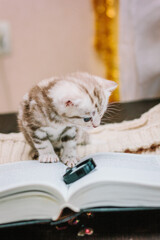 Adorable gray kitten on a paper book