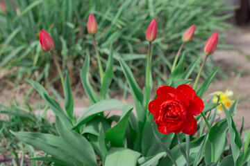 tulips bloom in the backyard