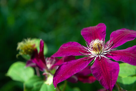 floral background purple curly clematis flower in defocus on natural green background with blur