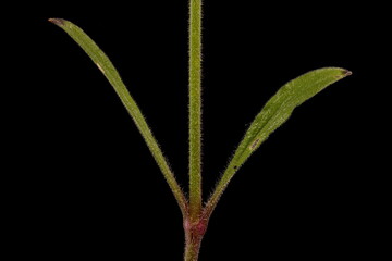 Nottingham Catchfly (Silene nutans). Stem and Leaves Closeup