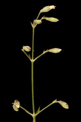 Nottingham Catchfly (Silene nutans). Young Inflorescence Closeup