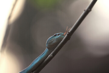 White-lipped island pit blue viper (Trimeresurus insularis) is a venomous pit viper found in Indonesia and East Timor.