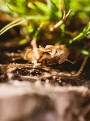 Grass roots