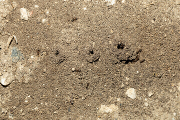 Black garden ant. Life of insects. Ants in an anthill.