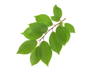 Naklejka na ściany i meble Bird Cherry (Prunus Padus) Medicinal Plant Branch with Leaves. Isolated on White Background. Also Known as Hackberry, Hagberry, or Mayday Tree.