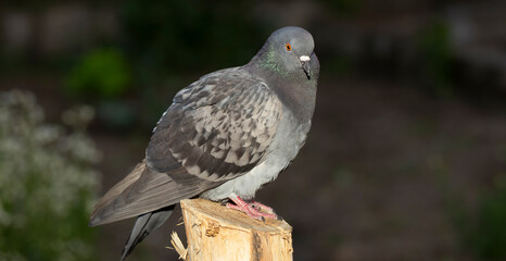 Rock dove, or common pigeon, is a member of the bird Columbidae. A young male bird is sitting on a post.