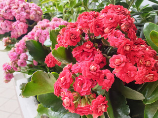 Red and pink Begonia flowers.