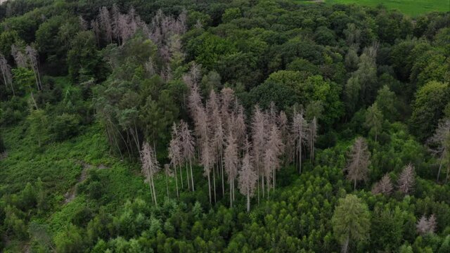 Waldsterben - Nadelh&ouml;zer sterben aufgrund von D&uuml;rre und Klimawandel