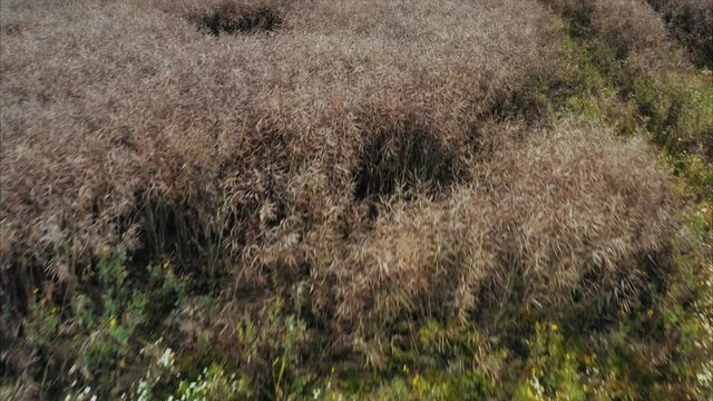 Wildschweine haben Schaden in einem Rapsfeld angerichtet