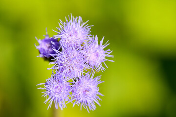 Closeup on a flower in a nature and it looks amazing