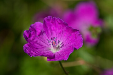 Pink Geranium in flower, England, United Kingdom