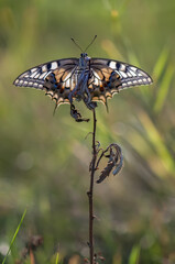 Wonderful butterfly Papilio machaon spread its wings on a summer day