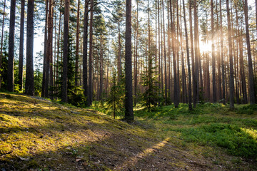 Forest where sun's rays pass through the trees.