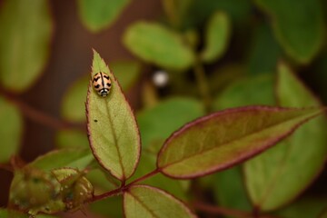 Lady Bug on Leaf