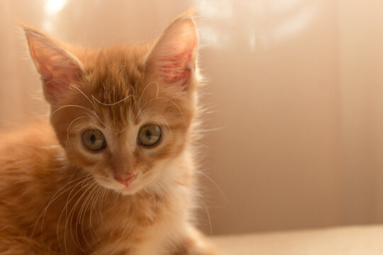 Cute orange kitten with large paws playing near the window. white jalousie on the background. selective focus
