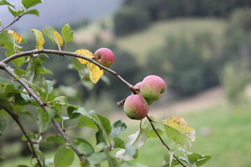 manzanos 