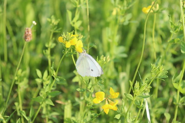 White butterfly