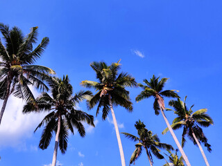 Obraz premium Palm trees in Nusa Penida island in Bali, Indonesia