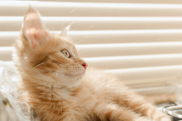 Cute orange kitten with large paws playing near the window. white jalousie on the background. selective focus