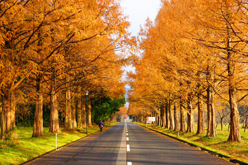 滋賀県高島市マキノ町「メタセコイア並木道の紅葉」