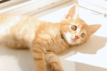 Fototapeta na wymiar Cute orange kitten with large paws playing near the window. white jalousie on the background. selective focus