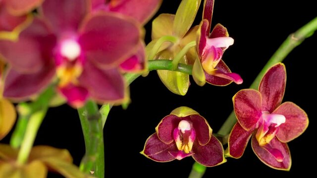 Blooming Red Orchid Phalaenopsis Flower on Black Background. Time Lapse. Negative Space. 4K.