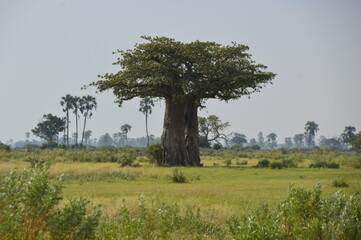 African Baobab trees by in the Okavango Delta in Botswana
