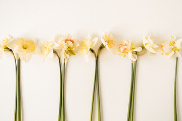 Floral composition with narcissus flowers on white background. Flat lay, top view festive celebration holiday hero header
