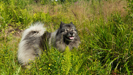 Smiling Keeshond among tall green grass on a summer day