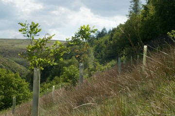 New trees planted in woodland with plastic guards