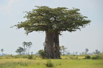 African Baobab trees by in the Okavango Delta in Botswana
