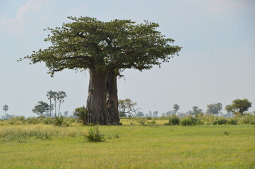African Baobab trees by in the Okavango Delta in Botswana