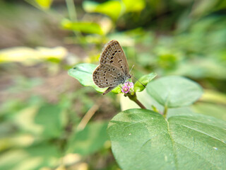 butterfly on leaf and violet flowers.
