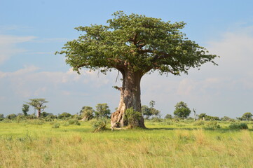 African Baobab trees by in the Okavango Delta in Botswana