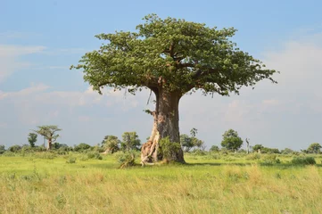 Fototapete Rund African Baobab trees by in the Okavango Delta in Botswana © ChrisOvergaard
