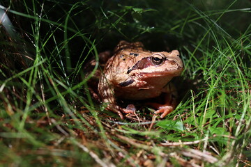 Common frog
