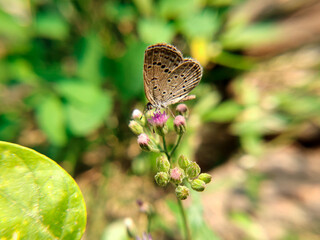 butterfly on a violet flower.