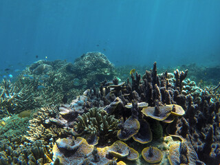 Coral reef - marine life of Komodo National Park, Indonesia
