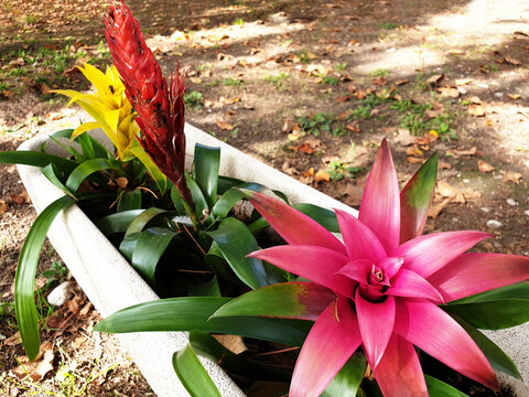 Red flower Flaming sword (pineapple flower) with yellow and pink flowers Bromelia blooming in a pot.