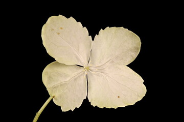 Japanese Hydrangea (Hydrangea petiolaris). Sterile Flower Closeup