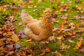 An Americana chicken looking for food around the autumn colored leaves in a garden in Salem, Oregon.