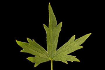 Delphinium (Delphinium x cultorum). Leaf Closeup