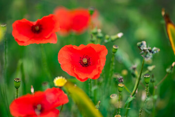 red poppy flowers