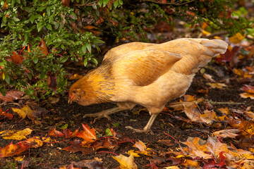 An Americana chicken looking for food around the autumn colored leaves in a garden in Salem, Oregon.