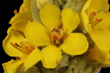 Naklejka na ściany i meble Great Mullein (Verbascum thapsus). Inflorescence Detail Closeup
