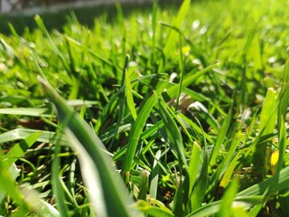 Fresh green grass